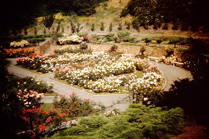 1950s Morcom Rose Garden in Oakland, California Red Border Kodachrome Slide CQ-A
