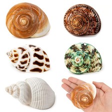 5PCS Medium and Large Hermit Crab Shells  Natural Sea Conch Size 2.2" - 3.4"...