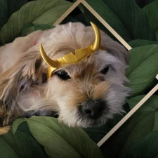 Loki-Inspired Gold Pet Crown – Fits Dogs & Cats