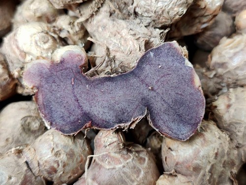 25 Bulbs BLACK GINGER PLANT,KAEMPFERIA PARVIFLORA Thai Krachai Dam Thai Herb - Picture 6 of 8