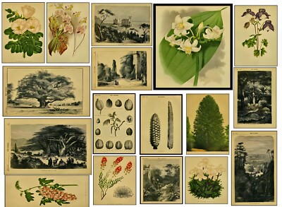 Vintage 1876 London Garten Botanische Wandkunst Drucke Schlafzimmer Wohnzimmer Poster