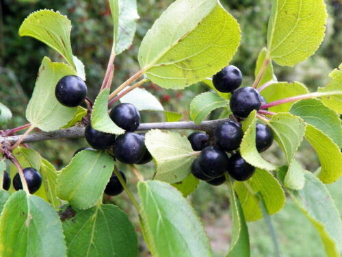 Purging Buckthorn - Rhamnus cathartica - más de 200 semillas - semillas - E 106 - Imagen 1 de 1