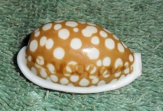 Special Collection Sale BL RFM 79812 Cypraea cribraria Linne 1758 28.4mm F Phi