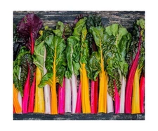 Rainbow Swiss Chard Seeds for Planting Heirloom Non GMO Packets 50 Seeds –