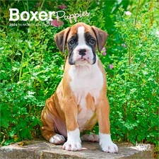 Boxer Puppies | 2026 7x14" (Hanging) Monthly Mini Wall Calendar