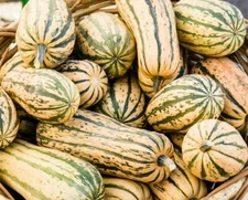 Delicata Squash Seeds 20 Ct Winter Vegetable Garden Sweet Potato Squash FREE S&H