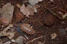 100 Porcellio laevis "orange" isopods- live pet feeder insect