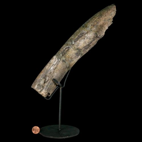 11.4" Camarasaurus Dinosaur Fossil Rib Bone Morrison FM CO Jurassic Age COA - Picture 3 of 11