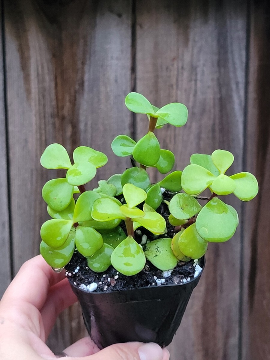 Portulacaria Afra Prostrata Elephant Bush 2 In | eBay