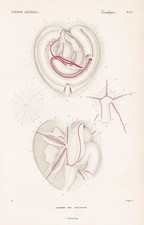Seeigel Spatangus Anatomie sea urchin gravure engraving Stahlstich Cuvier 1849