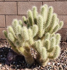 Cylindropuntia Bigelovii Teddy Bear Cholla Cactus Cutting Segment (1)