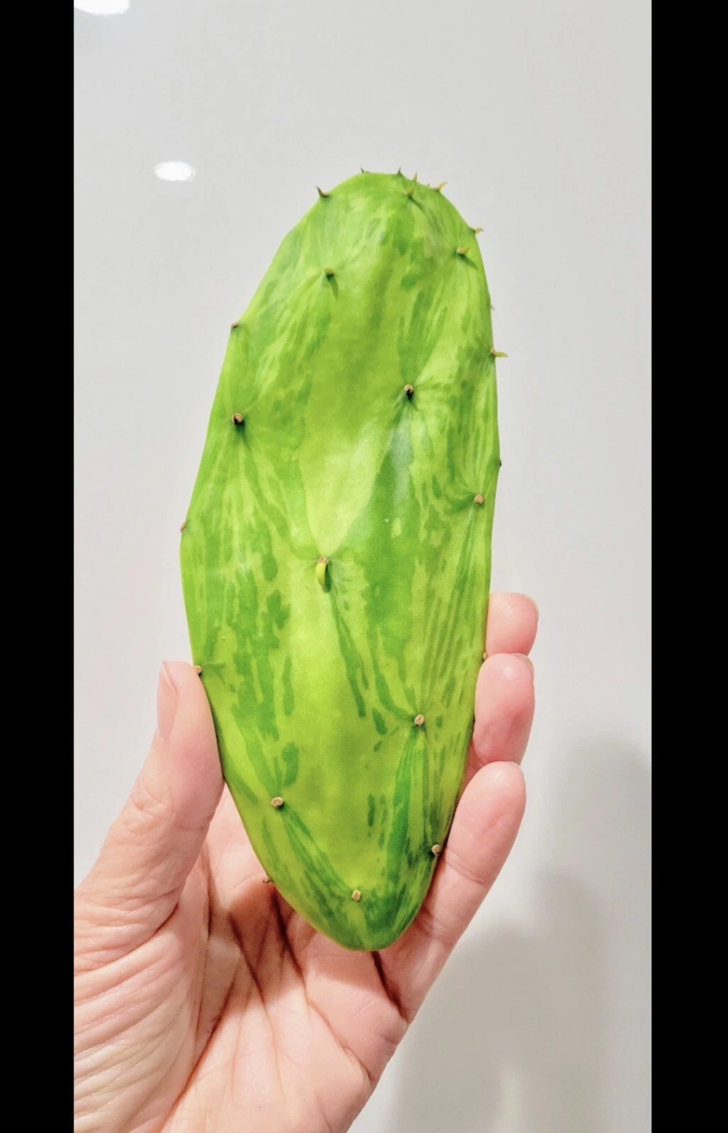 3 Opuntia Conchenillfera Cactus Pads 6-12 Inches Or More. Not Same As Image