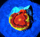 Corals of Eden ~ WYSIWYG Live Coral Frag ~ Yellow Jacket Bejewed Favia Coral — photo 2