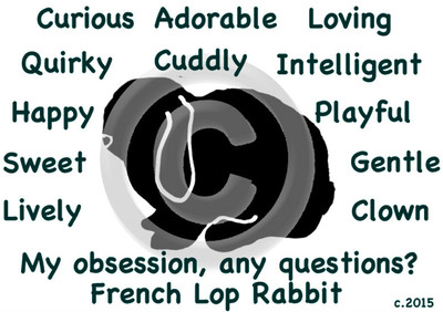 French Lop Rabbit Bunny My Obsession, Any Questions? T-shirt Choice size color