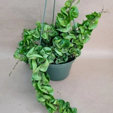Hoya Hindu Rope – Rare Wax Plant | Hoya carnosa ‘Compacta’ | 3" Curly Leaf