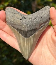 Megalodon Shark Tooth 4.10