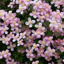 CLEMATIS MONTANA RUBENS CLIMBING PLANT FAST CLIMBER PINK FLOWERS 9CM
