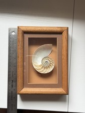 Una sezione trasversale di una conchiglia Nautilus esposta in una teca di legno