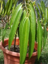 Ficus maclellandii Alii,  aka Banana-leaf Ficus, Fig 'Alii', rare rooted plant.