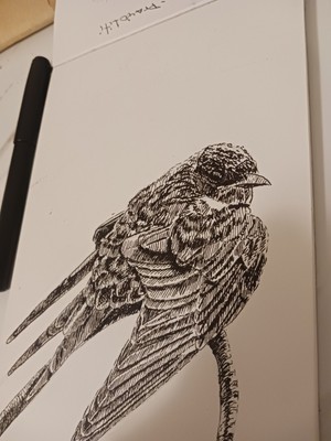 Golondrina  En Papel Canson .plumilla.5.5 X 8.5