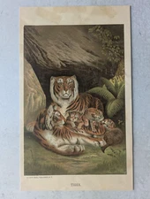 Tiger Chromolithograph print by Prang -Selmar Hess Antique Hand Colored 