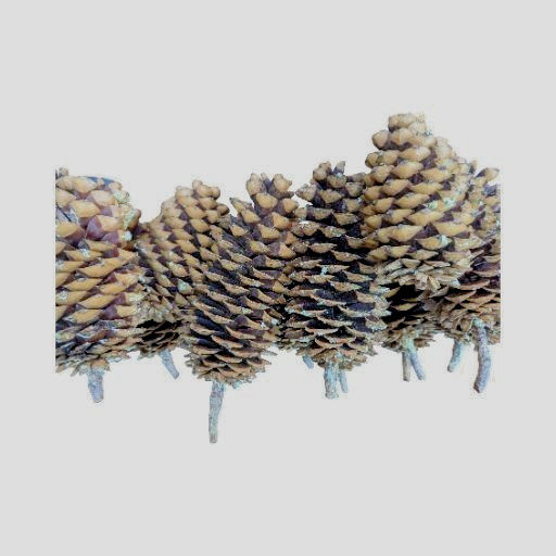 Set of 4 all natural Sugar Pine Pine Cones 9" From Oregon