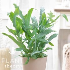 30cm Blue Star Fern Phlebodium Aureum House Fern Indoor Houseplant 12cm Pot