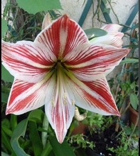 Amaryllis Bianco-rosso, 3 Bulbi Nella Confezione