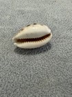 Cypraea Lynx 29.19 mm- Beautiful Shell — photo 4