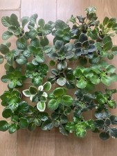 Set of 5 young plants 