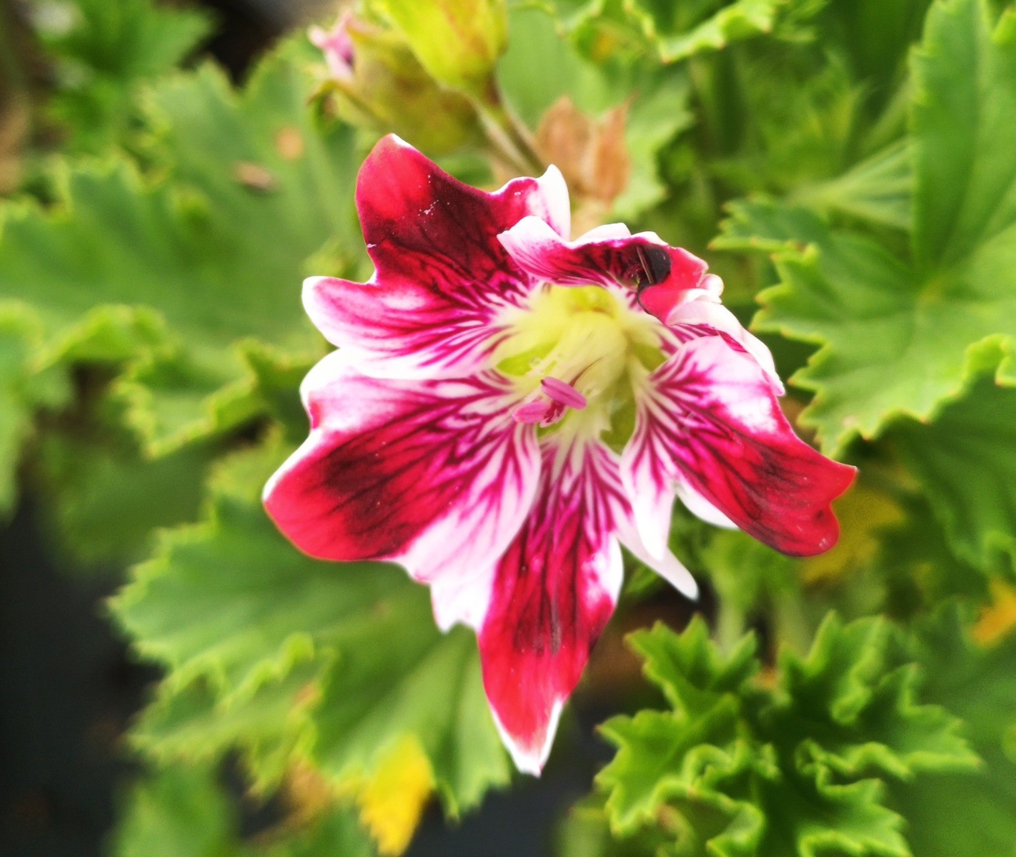 Géranium des fleuristes New Gipsy Pelargonium aux fleurs bicolores et feuillage dense