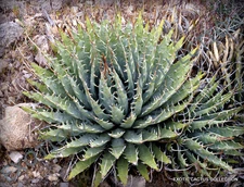 RARE AGAVE UTAHENSIS NEVADENSIS exotic rose succulent aloe hardy seed 100 SEEDS 