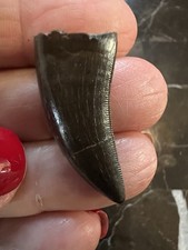 Nanotyrannus Tooth-dinosaur fossil