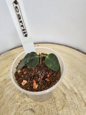 heavenly HOYA Hoya carrii Ableger