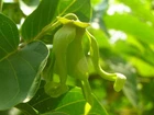 Ylang Ylang Essential Oil Complete Extra Quality 10ml