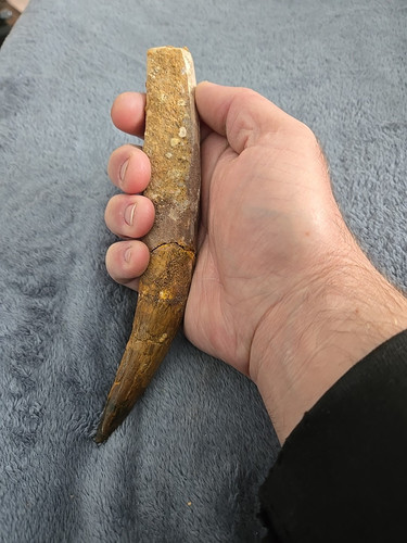 SPINOSAURUS Dinosaur Tooth - XL SIZE 7 1/4 in. REAL FOSSIL - NOT FAKE