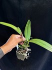 DO  - Cattleya Zip (tenebrosa x milleri), Orchid, rare & spectacular! — photo 4