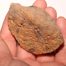 Ankylosaurus Scute Partial Dinosaur Fossil from Hell Creek Formation CRETACEOUS