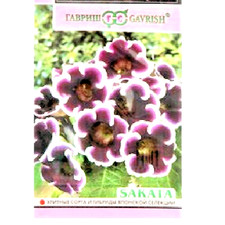 RUSSIAN GLOXINIA SEEDS UNUSUAL DARK BLUE PURPLE FLOWERS WHITE EDGES F1 HYBRIDS