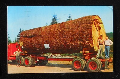 1960s Giant Fir Log Virgin Forests Old Truck Summit Timber Co. Everett WA OR PC