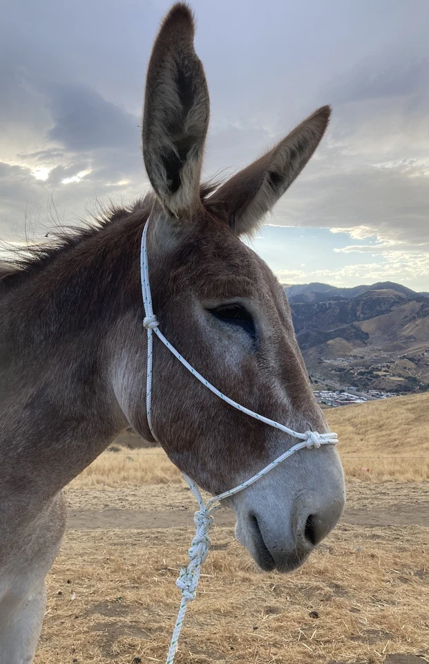 Soporte de cuerda ajustable para mula/burro y cable de 8 pies Foto 3 de 4