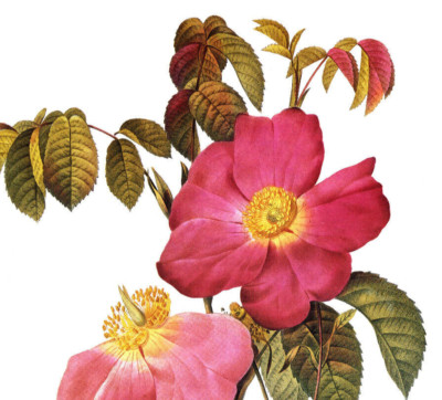 1990 Vintage Print Rose Flower Rosa Gallica Rosea Flore Simplici Floral Roses