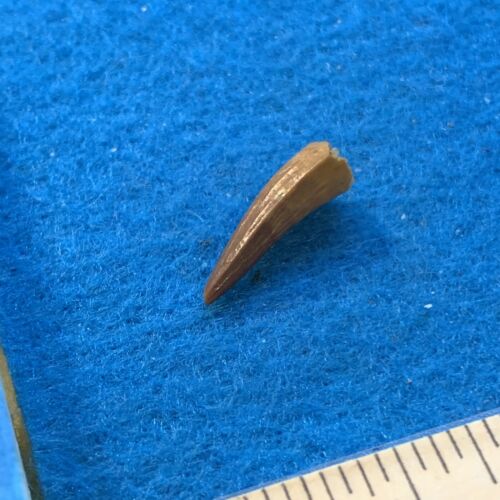 Dinosaur Age Crocodile Tooth Fossil in Display Case - Picture 6 of 8