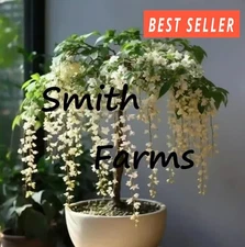 15+ Seeds WHITE WEEPING JASMINE Flowers Easy to Grow Garden Tree