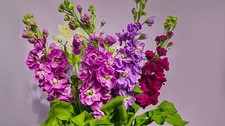 500 EVENING SCENTED STOCK SEEDS  SALE FREE SHIPPING NON GMO HEIRLOOM