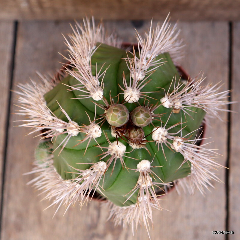 M86 GYMNOCALYCIUM CHACOENSE pot14-H19-W13 cm MaMa Cactus | eBay