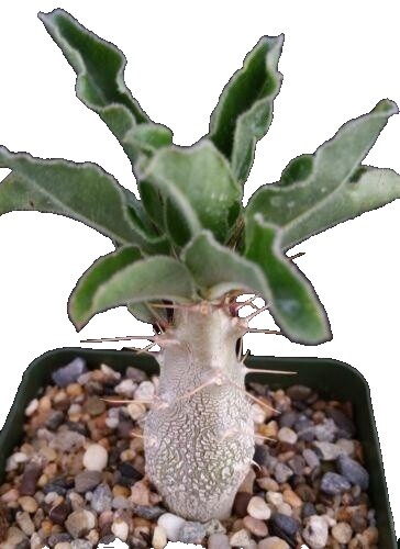 Pachypodium ambongense パキポディウム アンボンゲンセ seeds20/50