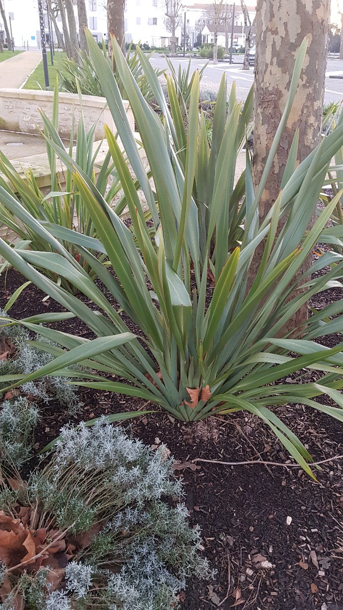 Phormium tenax grand feuillage rigide lin de Nouvelle-Zélande robuste