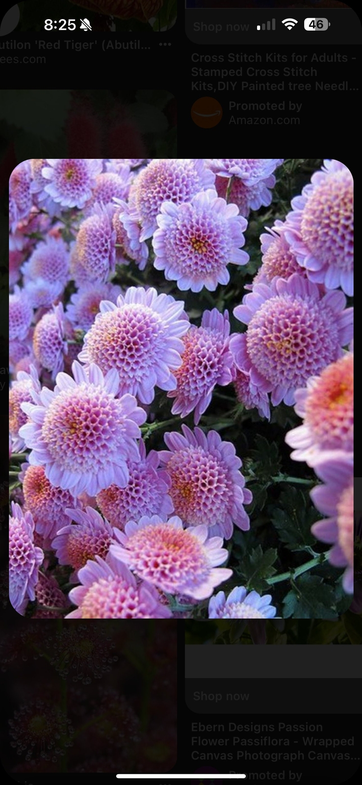 20 strawberry delight chrysanthemum flower seeds for spring summer pink White c