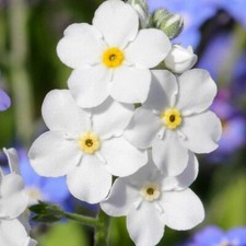 100 Pure White Forget Me Not Wild Flower Seeds Myosotis Self Seeding UK Woodland